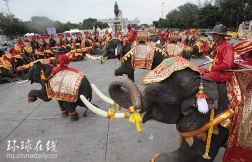 9月15日,在泰国首都曼谷,八十头大象在游行中列队表演,庆祝泰国国王