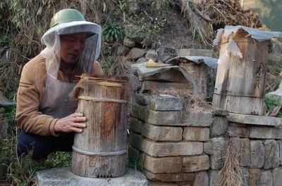 饲养土蜂--磐安新闻网