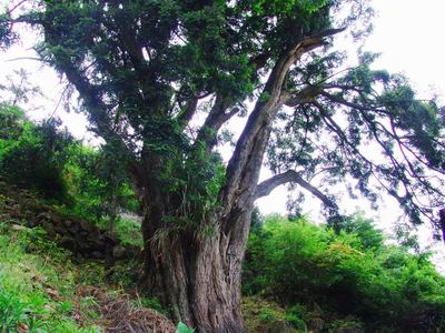 中国香榧王增寿300岁