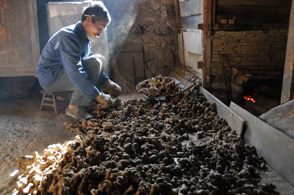 半夏白术天麻汤_白术亩收入多少(3)