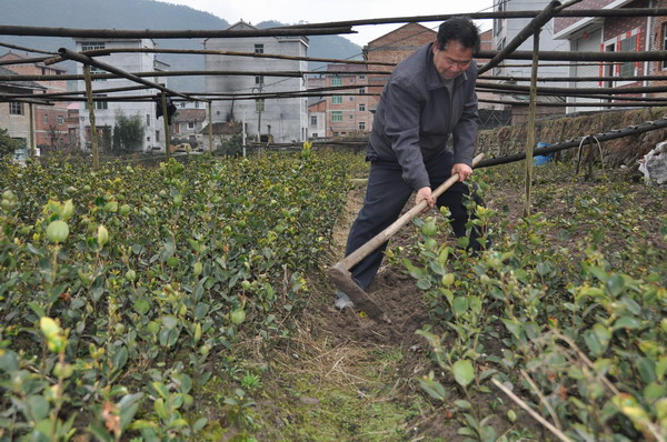 油茶面_种植油茶收入怎样(2)