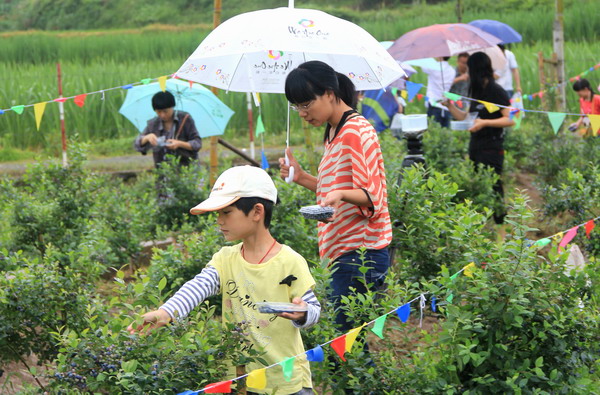 蓝莓种植在玉山台地获得成功--磐安新闻网