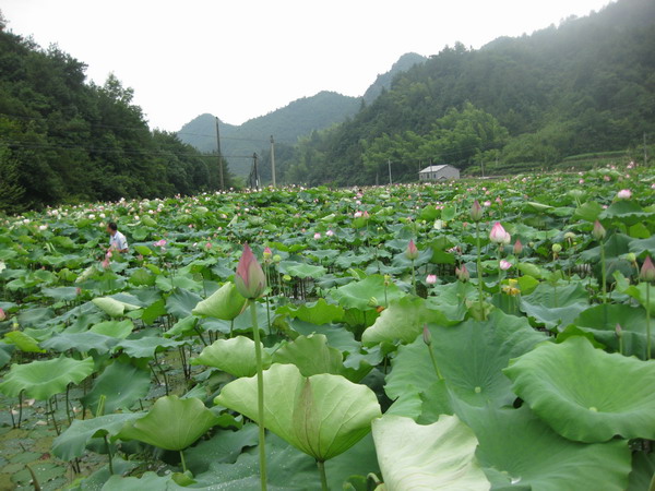 磐安可采莲莲叶何田田