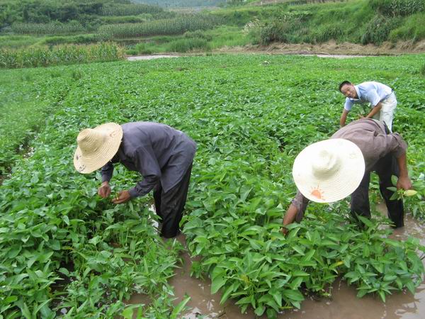 水上竹叶菜开始采摘