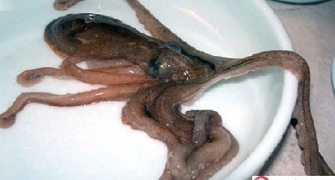 恐怖韩国人喜欢生吞活章鱼