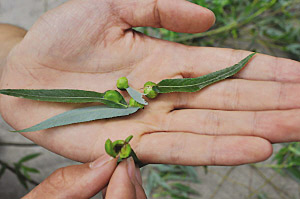 这就是柳树上结出的"果子".