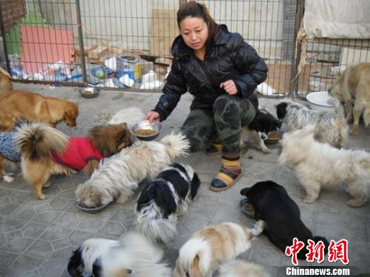 女子放弃生意救助近百只流浪狗图