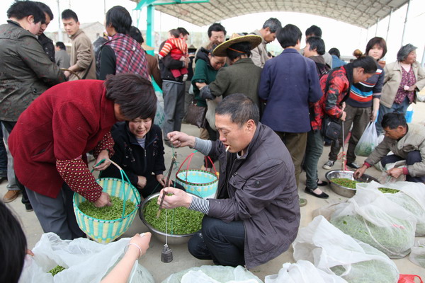 茶青交易旺