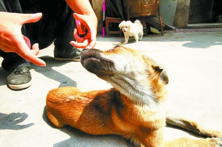 一小狗被误锁房内25天没吃没喝奇迹存活